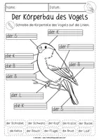 Vorschau - Unterrichtsreihen - Der Vogel | Körperbau | differenziertes Arbeitsblatt - Seite 1