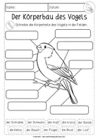 Vorschau - Unterrichtsreihen - Der Vogel | Körperbau | differenziertes Arbeitsblatt - Seite 3