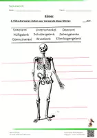 Vorschau - Arbeitsblätter - Sachkunde TEST Körper (Knochen, Gelenke, Organe) 3.Klasse - Seite 3