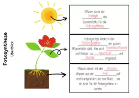 Vorschau - Arbeitsblätter - Fotosynthese Klappheft - Seite 3