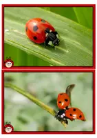 Vorschau - Stundenentwürfe - Tafelmaterial, Bilder der Marienkäfer Unterrichtsmaterial im Sachunterricht, Naturwissenschaften - Seite 2