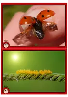 Vorschau - Stundenentwürfe - Tafelmaterial, Bilder der Marienkäfer Unterrichtsmaterial im Sachunterricht, Naturwissenschaften - Seite 3