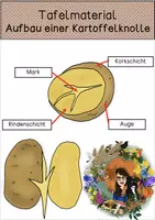 Vorschau - Poster - Tafelmaterial - Aufbau der Kartoffelknolle - Deckblatt