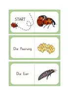 Vorschau - Spiele - Marienkäfer Entwicklung - Domino - Seite 2