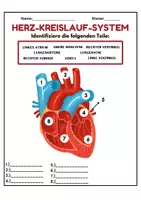 Vorschau - Arbeitsblätter - Herz-Kreislauf-System: Organe benennen, Puls Herz-Kreislauf-Erkrankungen - Seite 2