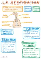 Vista previa - Refuerzo / NEE / Materiales de apoyo - LA NUTRICIÓN - página 2