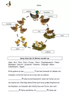 Vorschau - Arbeitsblätter - Rund um Enten Steckbrief Text Aufgaben Lösung - Seite 2