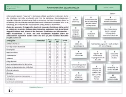 Vorschau - Arbeitsblätter - Zellen - Funktionen von Zellorganellen - Seite 1