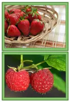 Vorschau - Präsentationen/Tafelbilder - Bildkarten - Obst & Gemüse - Gesunde Ernährung - Seite 2