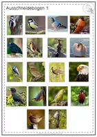 Vorschau - Unterrichtsreihen - Materialpaket | Heimische Vögel | Sachunterricht - Seite 3