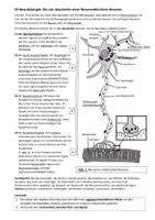 Vorschau - Arbeitsblätter - Das Neuron, 4 Abschnitte, Aufbau und Funktion - Seite 2