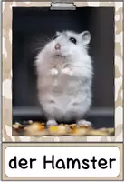 Vorschau - Arbeitsblätter - Haustiere: Der Hamster (Bundle aus Miniheft & Kartei) - Seite 2