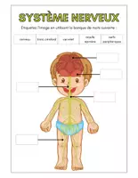 Aperçu - Préparation de séance / Séance complète - Système nerveux +6 fiches d'activités - Page 3