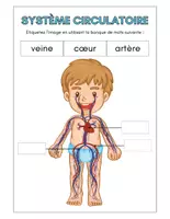 Aperçu - Préparation de séance / Séance complète - Système circulatoire +6 fiches d'activités - Page 3