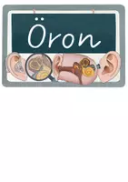 förhandsvisning - Öron och Hörselsinnet Kunskapstexter, lästexter, kunskapskort - Biologi Människokroppen Grundskola - sida 1