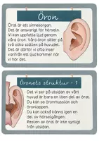 förhandsvisning - Öron och Hörselsinnet Kunskapstexter, lästexter, kunskapskort - Biologi Människokroppen Grundskola - sida 2