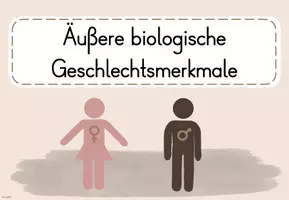Vorschau - Arbeitsblätter - 3. UE Sexualerziehung: Äußere biologische Geschlechtsmerkmale - Seite 3