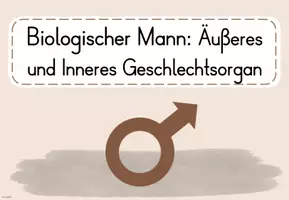 Vorschau - Arbeitsblätter - 4. UE Sexualerziehung: Biologischer Mann_Äußeres und Inneres Geschlechtsorgan - Seite 3