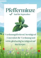 Vorschau - Merkblätter - Heilpflanzen - Lernkarten mit wissenswerten Fakten - Seite 2