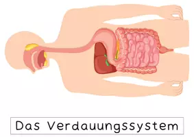 Vorschau - Arbeitsblätter - Wichtige Organsysteme unseres Körpers - Seite 2