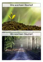 Vorschau - Arbeitsblätter - Bäume - XXL-Materialpaket - Seite 3