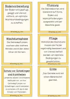Vorschau - Text - Getreideanbau früher und heute - Wissenskarten für Leseanfänger - Seite 2