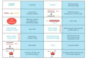 Vorschau - Spiele - Transkription – Domino Spiel (Abitur) - Seite 2