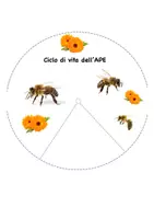 anteprima - Materiale per pittura e bricolage - Ciclo di vita delle api - Pagina di copertina