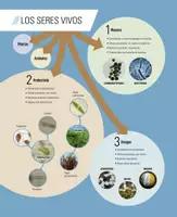 Vista previa - Tarjetas / Manipulativos - Mapas conceptuales e infografías de repaso: Los seres vivos - página 2