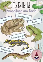 Vorschau - Präsentationen/Tafelbilder - Tafelbild: Amphibien am Teich/ See/ Weiher - Deckblatt