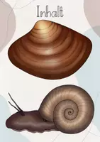 Vorschau - Präsentationen/Tafelbilder - Tafelbild: Weichtiere am Teich/ See/ Weiher - Seite 2