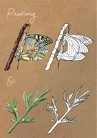 Vorschau - selbst erstellte Cliparts/Grafiken - Cliparts Metamorphose / Lebenszyklus Schmetterlinge - Seite 1