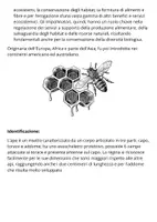 anteprima - Opere didattiche / Libri di testo - LE API - Pagina 1