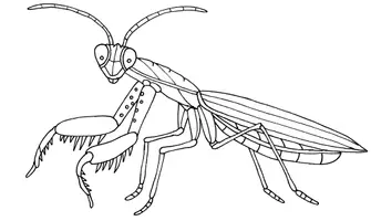 Vorschau - Mal- und Bastelvorlagen - Insekten - Kreative Ausmalbilder Handgezeichnet - Seite 3