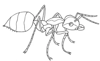 Vorschau - Mal- und Bastelvorlagen - Insekten - Kreative Ausmalbilder Handgezeichnet - Seite 1