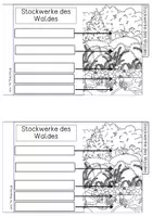 Vorschau - Arbeitsblätter - Forscherheft - Stockwerke des Waldes - Seite 2
