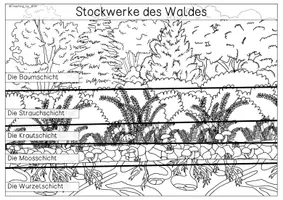Vorschau - Stationenlernen - Übersichtsblatt - Stockwerke des Waldes - Seite 3