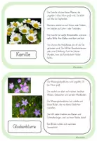 Vorschau - Poster - Infokartei Wiesenblumen (mit 14 verschiedenen Wiesenblumen) - Seite 3