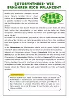 Vorschau - Arbeitsblätter - Fotosynthese inkl. Schaubild| Unterrichtsreihe Ökosystem Wald, 7.-8. Klasse, Biologie - Seite 3