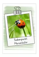 Vorschau - Präsentationen/Tafelbilder - Marienkäferarten - Bildband - Seite 3