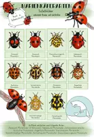 Vorschau - Präsentationen/Tafelbilder - Marienkäfer Tafelbilder - Deckblatt