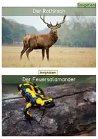 Vorschau - Mal- und Bastelvorlagen - wachsendes Sparpaket Wald /Pilze, Bäume, Tiere, Pflanzen...) - Seite 3