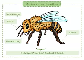 Vorschau - Anderer Materialtyp - Insekten - Merkmale (KLETT-Material, Lösung & KV) - Seite 1