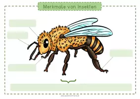Vorschau - Anderer Materialtyp - Insekten - Merkmale (KLETT-Material, Lösung & KV) - Seite 2