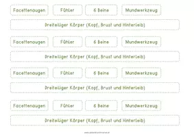 Vorschau - Anderer Materialtyp - Insekten - Merkmale (KLETT-Material, Lösung & KV) - Seite 3