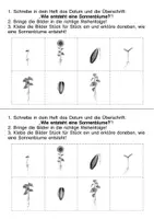 Vorschau - Arbeitsblätter - Sonnenblume - Seite 1