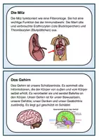 Vorschau - Arbeitsblätter - Wissenskartei: Unser Körper- wichtige Organe. Kartei zum Lesen & Abschreiben & Informieren - Seite 3