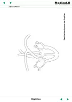 Vorschau - Arbeitsblätter - Reptilien - Farbfolien - Seite 1