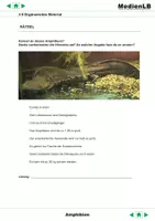 Vorschau - Arbeitsblätter - Amphibien - Ergänzende Aufgaben - Seite 3