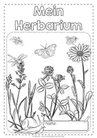 Vorschau - Unterrichtsreihen - Herbarium Wiese | Wiesenpflanzen - Steckbriefe - Seite 2